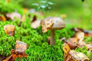 Edible small mushroom with brown cap Penny Bun leccinum in moss autumn forest background. Fungus in the natural environment. Big mushroom macro close up. Inspirational natural summer fall landscape photo