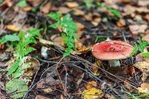 Edible small mushroom Russula with red russet cup in moss autumn forest background. Fungus in the natural environment. Big mushroom macro close up. Inspirational natural summer or fall landscape. photo