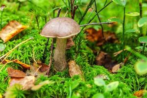 Edible small mushroom with brown cap Penny Bun leccinum in moss autumn forest background. Fungus in the natural environment. Big mushroom macro close up. Inspirational natural summer or fall landscape photo