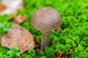 Edible small mushroom with brown cap Penny Bun leccinum in moss autumn forest background. Fungus in the natural environment. Big mushroom macro close up. Inspirational natural summer fall landscape photo