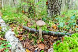 Edible small mushroom with brown cap Penny Bun leccinum in moss autumn forest background. Fungus in the natural environment. Big mushroom macro close up. Inspirational natural summer fall landscape photo