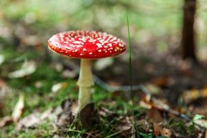 Toxic and hallucinogen mushroom Fly Agaric in grass on autumn forest background. Red poisonous Amanita Muscaria fungus macro close up in natural environment. Inspirational natural fall landscape. photo