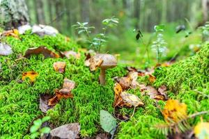 Edible small mushroom with brown cap Penny Bun leccinum in moss autumn forest background. Fungus in the natural environment. Big mushroom macro close up. Inspirational natural summer fall landscape photo