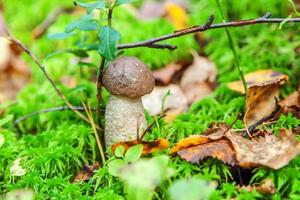 Edible small mushroom with brown cap Penny Bun leccinum in moss autumn forest background. Fungus in the natural environment. Big mushroom macro close up. Inspirational natural summer fall landscape photo