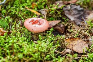 Edible small mushroom Russula with red russet cap in moss autumn forest background. Fungus in the natural environment. Big mushroom macro close up. Inspirational natural summer or fall landscape. photo