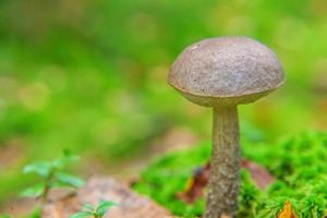 Edible small mushroom with brown cap Penny Bun leccinum in moss autumn forest background. Fungus in the natural environment. Big mushroom macro close up. Inspirational natural summer fall landscape photo
