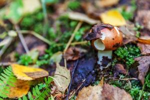 Edible small mushroom Russula with red russet cap in moss autumn forest background. Fungus in the natural environment. Big mushroom macro close up. Inspirational natural summer or fall landscape. photo