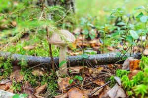 Edible small mushroom with brown cap Penny Bun leccinum in moss autumn forest background. Fungus in the natural environment. Big mushroom macro close up. Inspirational natural summer fall landscape photo