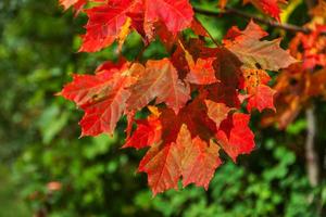 Closeup natural autumn fall view of red orange maple leaf glow in sun on blurred green background in garden or park. Inspirational nature october or september wallpaper. Change of seasons concept. photo