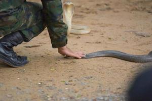 un hombre atrapa una serpiente foto