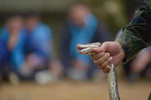 un hombre atrapa la cabeza de una serpiente foto