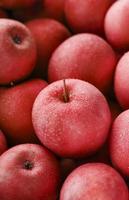 manzanas rojas maduras y jugosas con gotas de rocío. foto