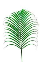 Green leaves pattern,leaf palm tree isolated on white background photo