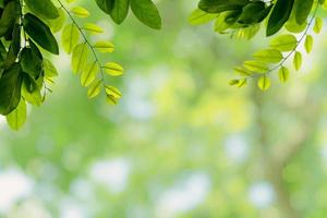 Green leaves pattern for summer or spring season concept,leaf with bokeh textured background photo