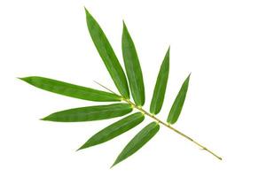 Green bamboo leaves pattern isolated on white background,Front view photo