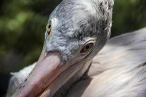 pájaro pelecano de pico manchado de primer plano foto