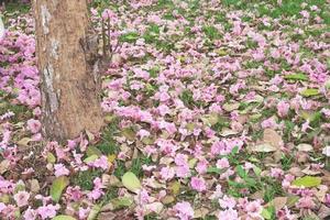 tronco de árbol de tabebuia rosea árbol con flor rosa foto