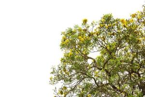 Árbol de trompeta de plata aislado sobre fondo blanco. foto