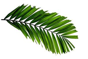 Green leaves pattern,tropical palm leaf isolated on white background photo