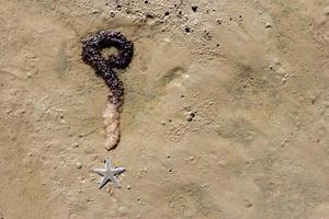 question mark sign with shellfish photo