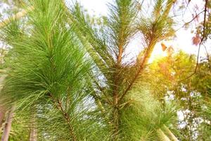 Close up pine needles tree photo