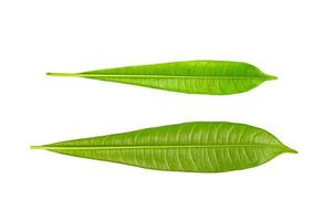 Plumeria leaf isolated on white background,Green leaves pattern,back view photo