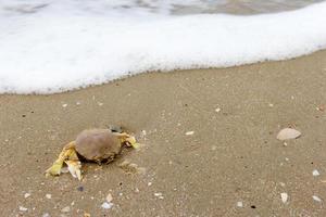 Death crab on beach sand photo