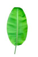 Green leaves pattern,leaf banana isolated on white background,include clipping path photo