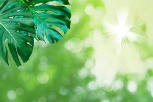 Green leaves pattern for summer or spring season concept,leaf of monstera with bokeh textured background photo