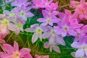 Zephyranthes grandiflora pattern,gradient color photo