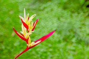 heliconia flower with natural bokeh background photo