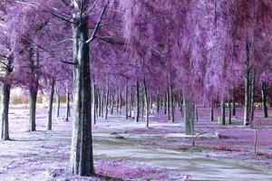 bosque de pinos con pasarela, filtro de efecto púrpura foto