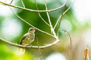 Baby Brown Throated Sunbird or Anthreptes malacensis on branch photo