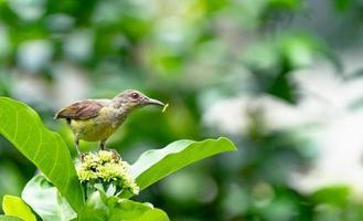 female Brown Throated Sunbird or Anthreptes malacensis eating worm on Ixora photo