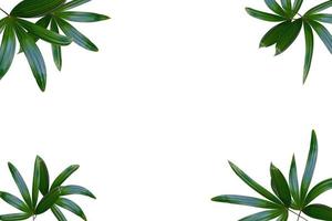 Green leaves pattern,leaf palm tree isolated on white background photo