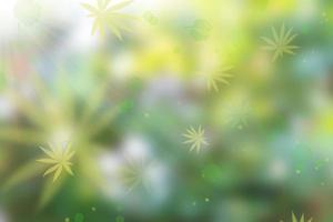 natural green bokeh abstract background photo