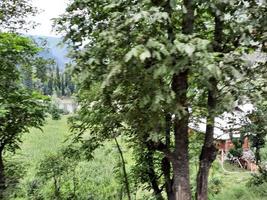 Kashmir is the most beautiful region in the world which is famous for its green valleys, beautiful trees, high mountains and flowing springs. photo