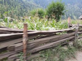 Kashmir is the most beautiful region in the world which is famous for its green valleys, beautiful trees, high mountains and flowing springs. photo