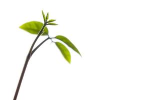 Bud leaves of young plant seedling isolated on white background photo