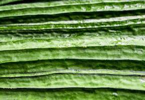 Texture of Angled loofah photo