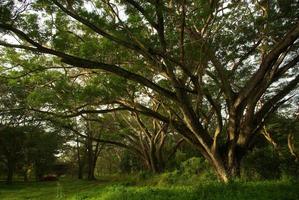 sombra del dosel del árbol de lluvia árbol grande en el bosque foto