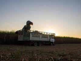 Sugar cane harvesting machine Loading sugarcane truck Productivity ready to sell photo