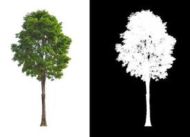 tree isolated on white background with clipping path and alpha channel photo