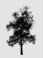 silueta de árbol para pincel sobre fondo transparente foto
