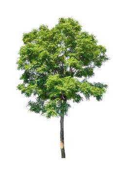 Tree that are isolated on a white background are suitable for both printing and web pages photo