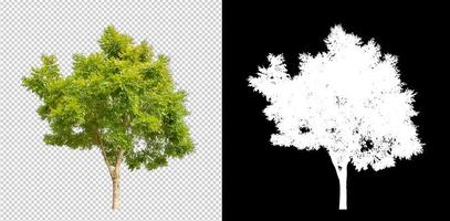 tree isolated on transparent background with clipping path and alpha channel photo