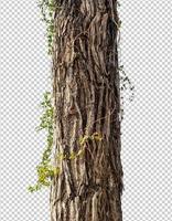 Trunk of a Tree Isolated On transparent Background photo