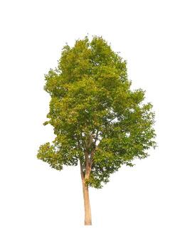 Tree that are isolated on a white background are suitable for both printing and web pages photo