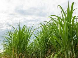 Sugarcane fields and blue sky photo