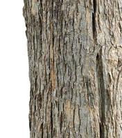 Trunk of a Tree Isolated On White Background photo